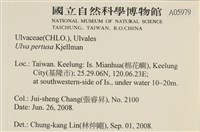 石蓴藏品圖，第2張