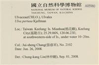 石蓴藏品圖，第2張