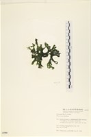 石蓴藏品圖，第3張