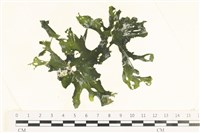 石蓴藏品圖，第1張