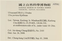 石蓴藏品圖，第2張