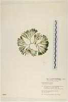 登錄號:A00006031藏品圖，第3張