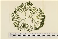 登錄號:A00006031藏品圖，第1張