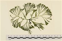 登錄號:A00006032藏品圖，第1張