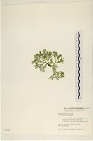 登錄號:A00006033藏品圖，第3張