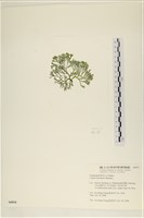 登錄號:A00006034藏品圖，第3張