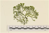 登錄號:A00006034藏品圖，第1張