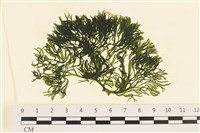 登錄號:A00006036藏品圖，第1張