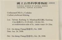 阿拉伯松藻藏品圖，第2張