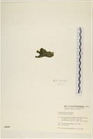 阿拉伯松藻藏品圖，第3張