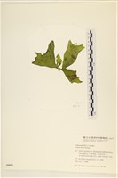 登錄號:A00006039藏品圖，第3張
