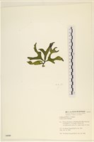 登錄號:A00006040藏品圖，第3張