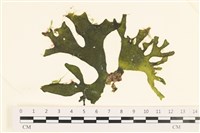 登錄號:A00006041藏品圖，第1張