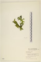 登錄號:A00006042藏品圖，第3張