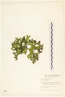 登錄號:A00006043藏品圖，第3張