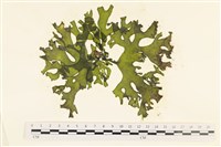 登錄號:A00006043藏品圖，第1張