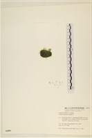 登錄號:A00006084藏品圖，第3張