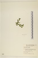 登錄號:A00006087藏品圖，第3張