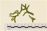 登錄號:A00006087藏品圖，第1張