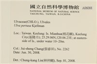 石蓴藏品圖，第2張