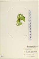 石蓴藏品圖，第3張