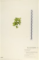 石蓴藏品圖，第3張