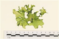 石蓴藏品圖，第1張