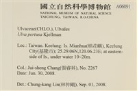 石蓴藏品圖，第2張