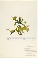 石蓴藏品圖，第1張