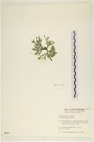 登錄號:A00006111藏品圖，第3張