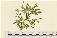 登錄號:A00006111藏品圖，第1張