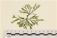 登錄號:A00006112藏品圖，第1張
