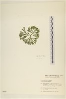登錄號:A00006113藏品圖，第3張