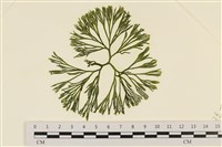 登錄號:A00006113藏品圖，第1張