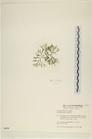 登錄號:A00006114藏品圖，第3張