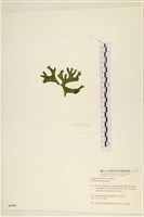 登錄號:A00006116藏品圖，第3張