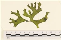 登錄號:A00006116藏品圖，第1張