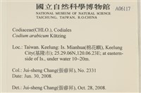 阿拉伯松藻藏品圖，第2張