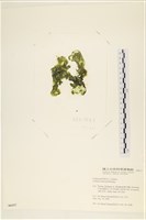 阿拉伯松藻藏品圖，第3張