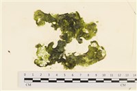 阿拉伯松藻藏品圖，第1張