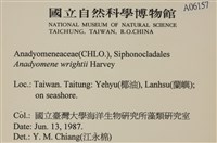 浮網藻, 肋葉藻藏品圖，第2張