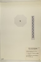 浮網藻, 肋葉藻藏品圖，第3張