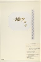 登錄號:A00006169藏品圖，第1張