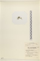 登錄號:A00006170藏品圖，第3張