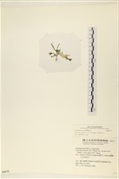 登錄號:A00006171藏品圖，第3張