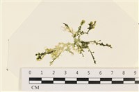 登錄號:A00006171藏品圖，第1張