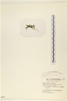 館號:A00006172藏品圖，第3張