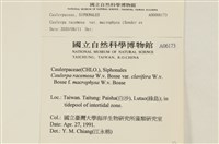 登錄號:A00006173藏品圖，第2張