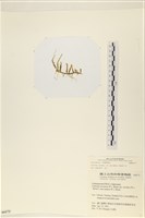 登錄號:A00006173藏品圖，第3張