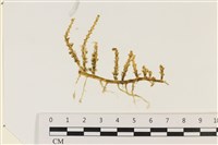 登錄號:A00006173藏品圖，第1張